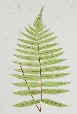 8891
<br/>
Ferns: british and exotic
<br/>
<em></em>